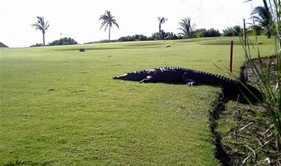 Golf “peligroso” en Cancún